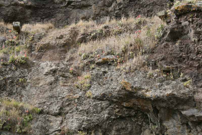 Nieuw-Zeeland 2011 - 2124